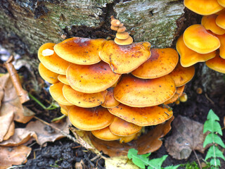 red mushrooms grow on a stump in autumn