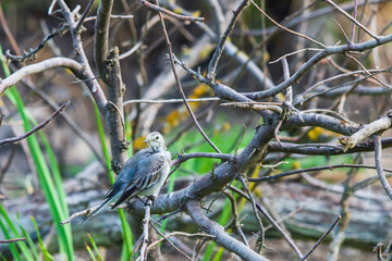 White Wagtail or Motacilla alba. Wagtails is a genus of songbirds. Wagtail is one of the most useful birds. It kills mosquitoes and flies, which deftly chases in the air