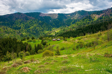 Fototapeta na wymiar mountain rural landscape in spring. forest and orchard on the steep hills. scenery of abandoned Kuzsbej village. two houses in the distance. cloudy sky
