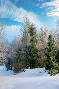 spruce forest on a misty morning. beautiful landscape in winter. misty weather with bright sky. hillside covered in snow