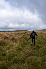 Obraz premium Wild Horses in Iceland Countryside