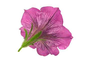 Pink petunia flower head