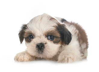 puppy Shih Tzu in studio