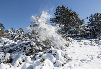 Snow scattered on snowy forest and tree in the blue sky, Manisa