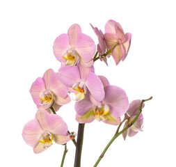 Naklejka na ściany i meble Beautiful orchid flowers on white background