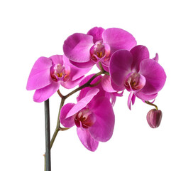 Plakat Beautiful orchid flowers on white background