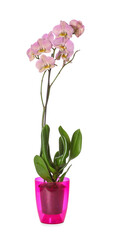 Beautiful orchid plant on white background
