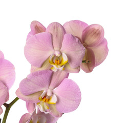 Fototapeta na wymiar Beautiful orchid flowers on white background