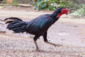 Black chicken on the farm.