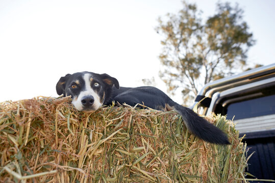 Farm dog laying on bale of hay on tray of truck