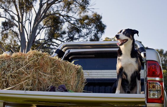 Farm dog sitting on tray of truck next to bale of hay