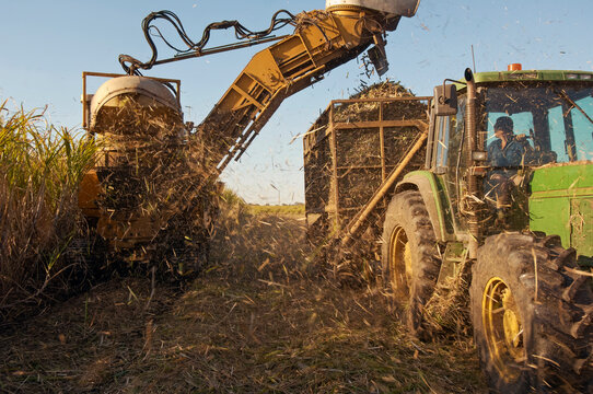 Close uo of heavy machinery harvesting and collecting sugarcane in field