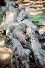Two baby Banded mongooses (Mungos mungo) sleeping together in a fallen log