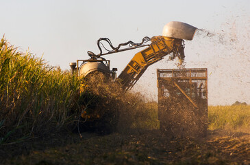 Heavy machinery harvesting mature sugarcane into mobile cage