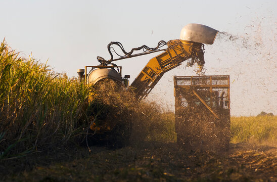 Heavy machinery harvesting mature sugarcane into mobile cage