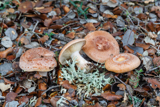 Lactarius chrysorrheus. Lactarius mushrooms of golden milk or false chanterelle.