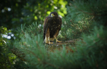 Drapieżnik © dulak