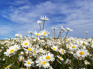 Beautiful oxeye daisies in a meadow - low angle view with a blue sky background. Beauty in nature concept.