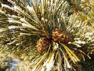 Naklejka na ściany i meble Pine branch with cones in frost