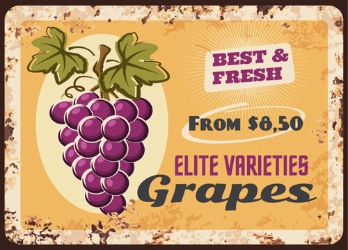 Grapes rusty metal plate, vector vintage rust tin sign with bunch of ripe grape with leaves. Vineyard production advertising retro poster with price tag, wine factory or shop promo, ferruginous label