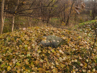fallen leaves on the ground