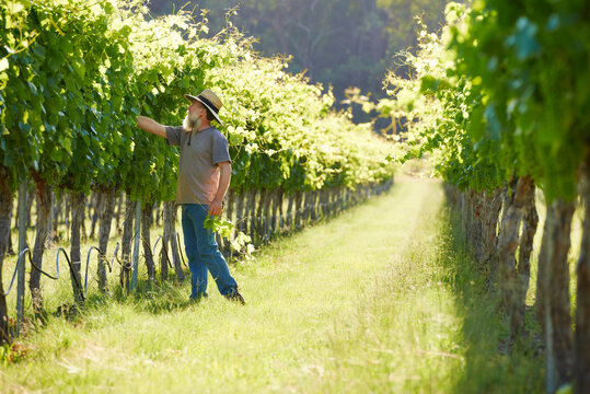 Wine Producer assessing grapes hanging on grapevines in vineyard