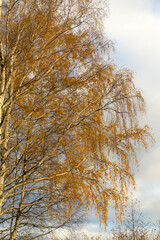 yellow autumn birch foliage