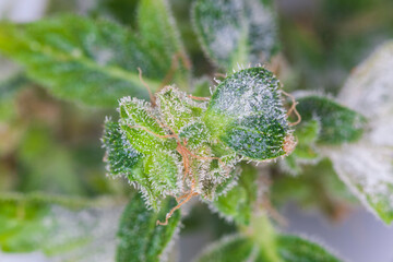 white mold on the plant cannabis marijuana