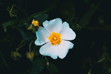 Detail of a white flower of cistus salviifolius