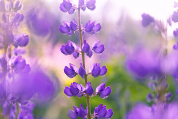 Fototapeta na wymiar Beautiful lilac and purple lupine flowers on a meadow in summer. Delicate flowers on a Sunny day. Close-up. Background.
