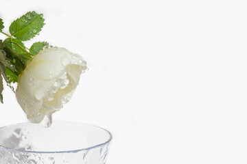 White tea rose on a white background. Drops of water drop from a flower into a glass. Fragrant fresh rose.
