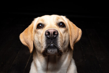 Portrait of a Labrador Retriever dog on an isolated black background.