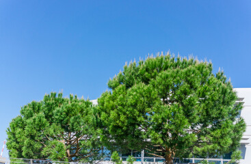 Two half round form of Italian stone pine tree under blue sky