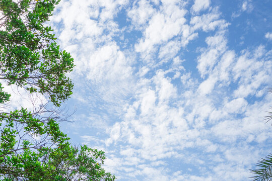 Upward view of fluffy white clouds on sky, evergreen leaf trees on frame