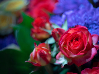 Fototapeta na wymiar bright ordinary rose flower close up