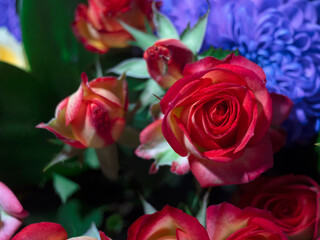 bright ordinary rose flower close up