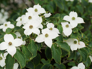 (Cornus kousa ou nuttallii) Grappes de fleurs étoilées blanc-crème, parfois tachées de rose du cornouiller de Kousa 'Venus' ou cornouiller de Chine © Marc