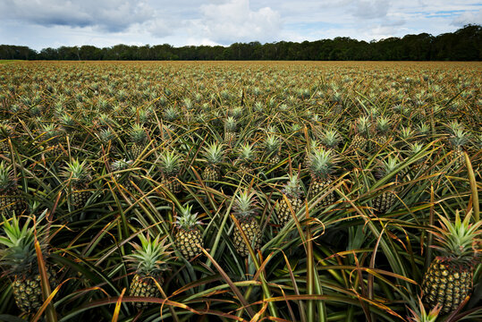 Pineapple Plantation