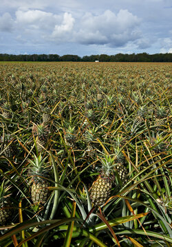 Pineapple Plantation