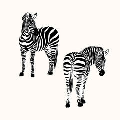 Fototapeta na wymiar Graphic portrait of two zebras isolated on a white background, vector illustration for printing. Black and white stripes.
