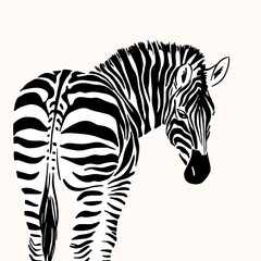 Fototapeta na wymiar Graphical portrait of zebra isolated on white background, vector illustration for printing. Striped black and white.