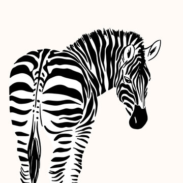 Graphical portrait of zebra isolated on white background, vector illustration for printing. Striped black and white.