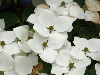 (Cornus kousa ou nuttallii) Grappes de grandes fleurs à bractées blanc-crème du Cornouiller kousa 'Venus' ou cornouiller de Nuttall vues de près © Marc