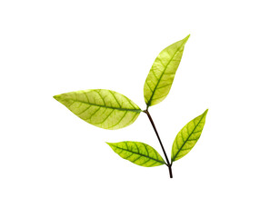 Colorful green leaves of tree isolated on white background , clipping path