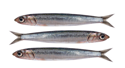 Fresh anchovy fish isolated in white background
