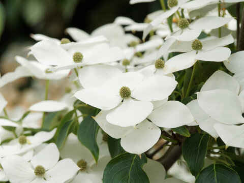(Cornus kousa ou nuttallii) Fleurs étoilées blanc crème du cornouiller de Kousa 'Venus' ou cornouiller de Chine
