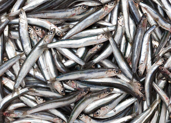 Fototapeta premium Raw anchovy fish close up 