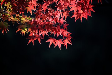 Close-up Of Maple Leaves During Autumn