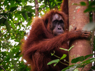 Wild Orangutan in Sumatra, Indonesia