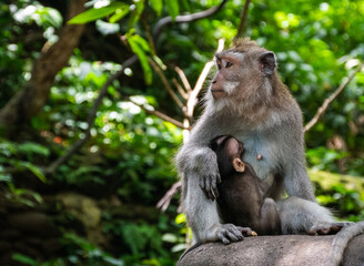 Naklejka na ściany i meble Monkey mother with her baby on Bali, Indonesia